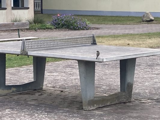 Tischtennisplatte